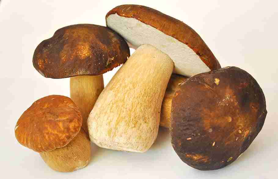 mushrooms-forest