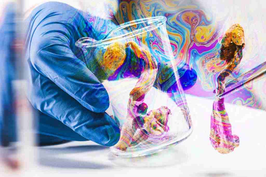 magic mushroom strains