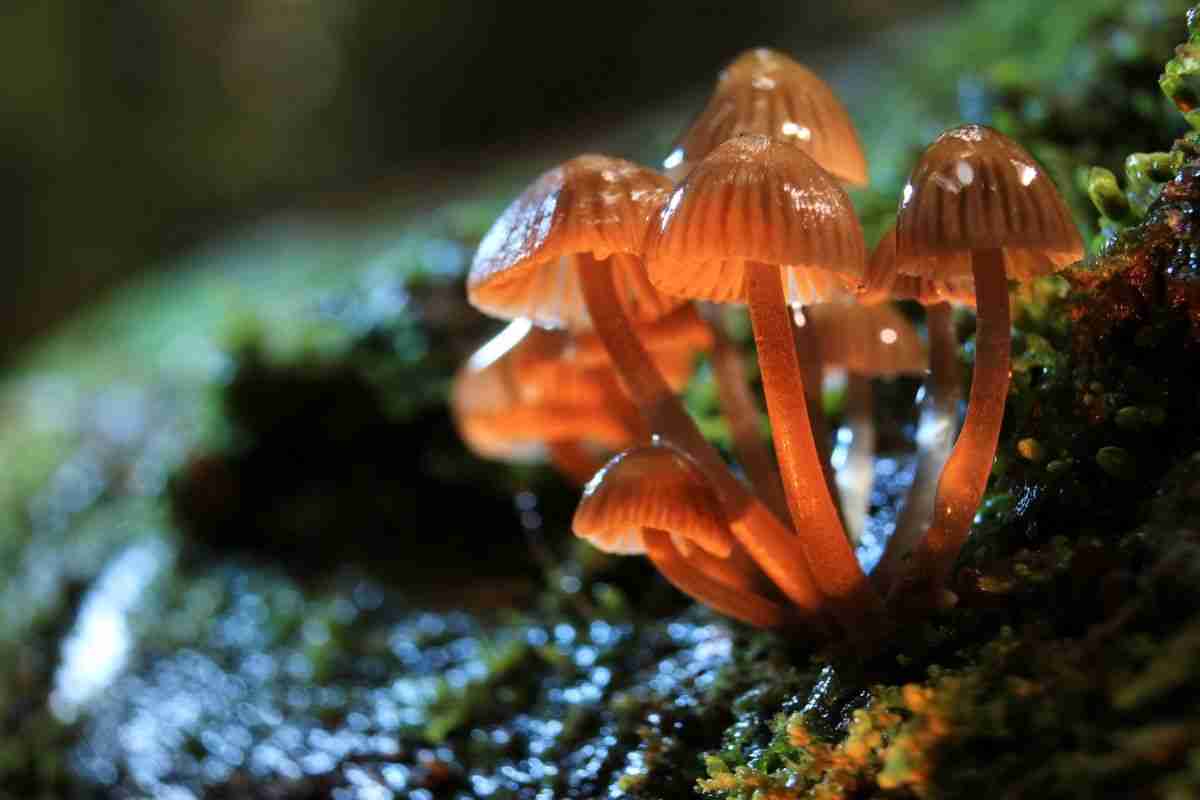 Mushrooms and Dementia