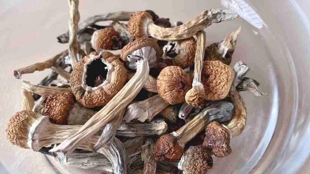 Psilocybin magic mushroom