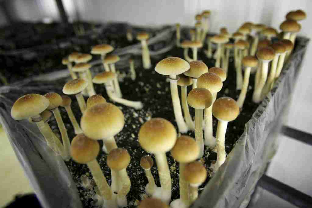 Magic mushrooms for brain and mental health