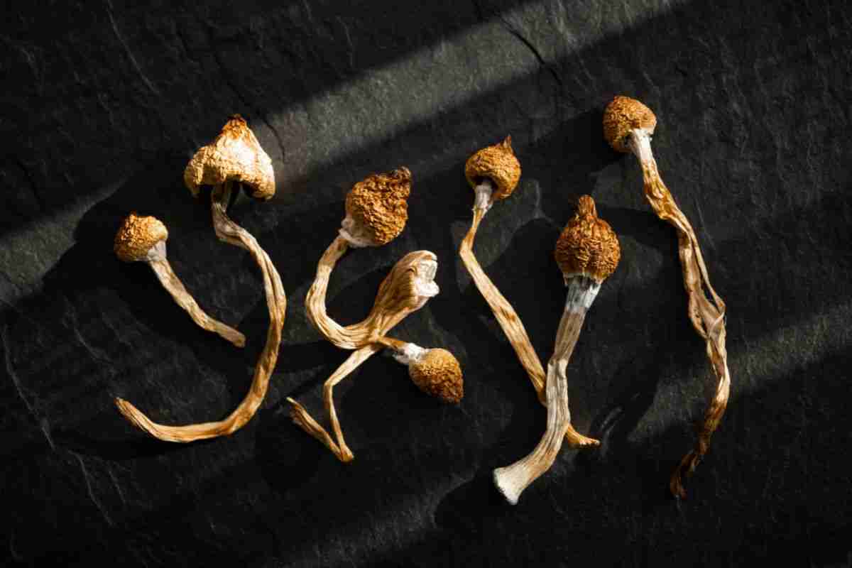 magic mushrooms for ms patients