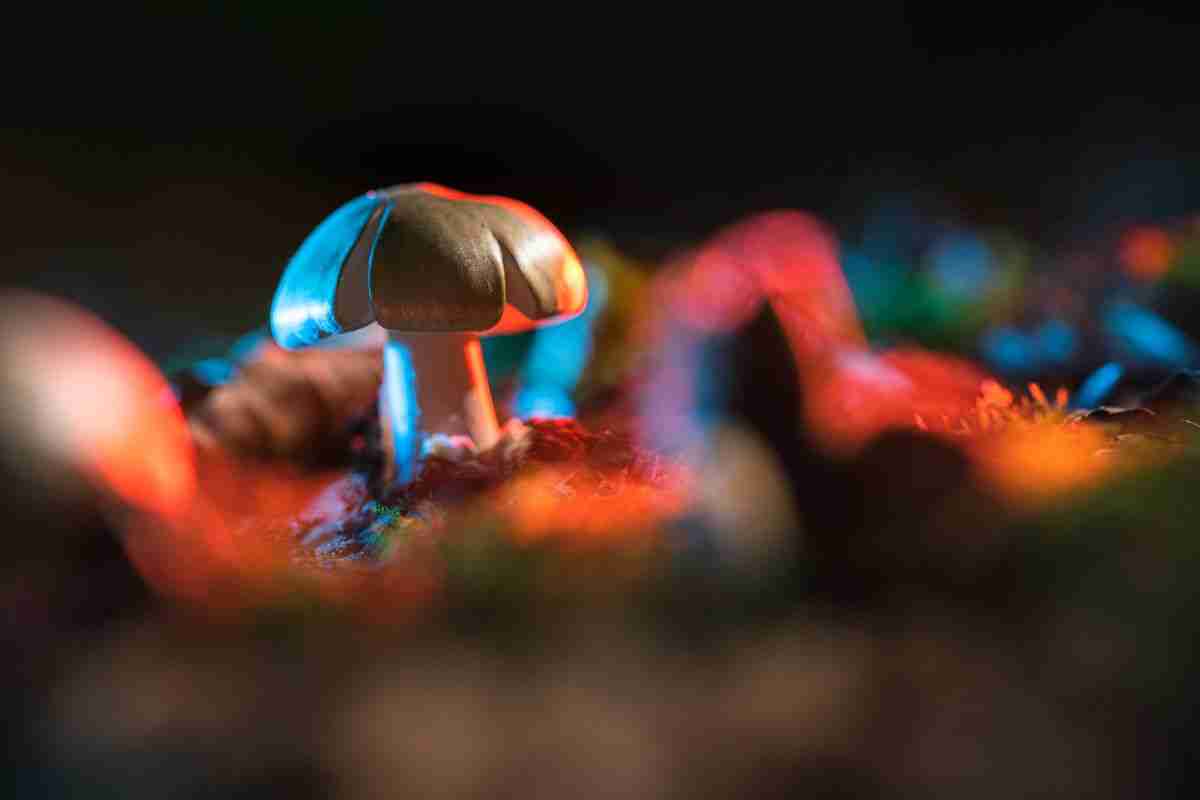 magic mushroom
