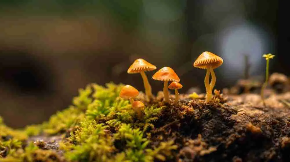 A Psilocybin Microdosing to Enhance Focus