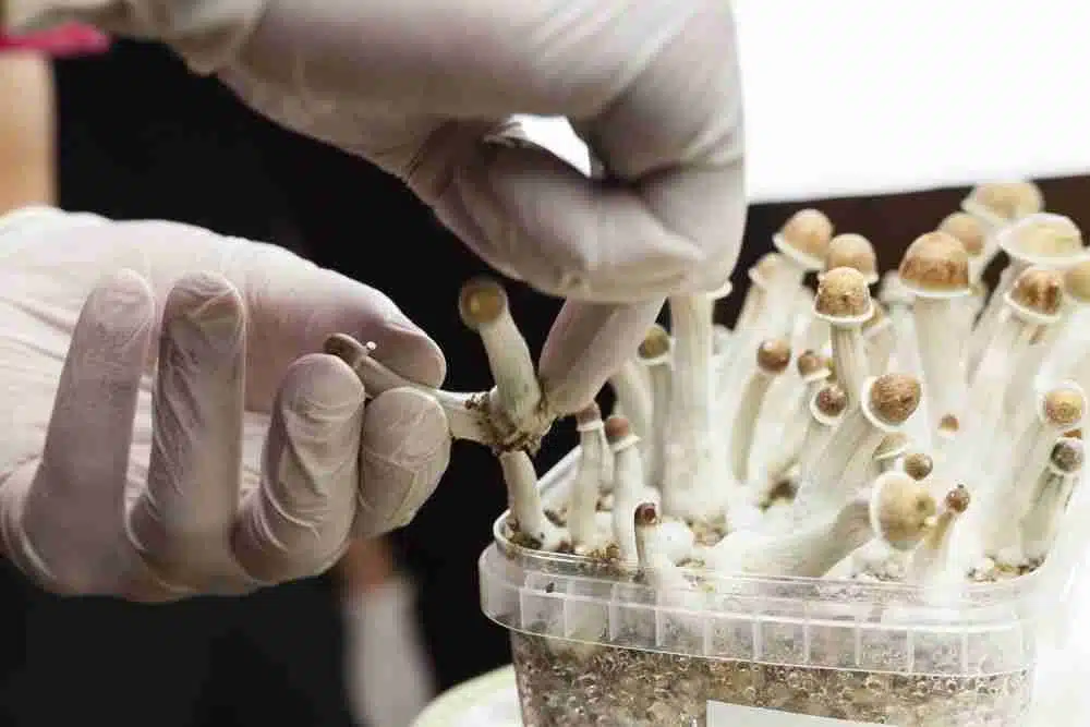 Clinical Studies on Psilocybin