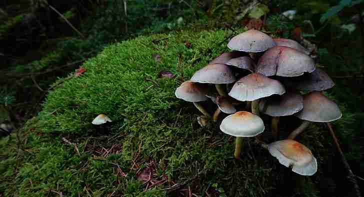 mushroom-tufts-of-fungus-sulphur-heads-tree-stump-preview