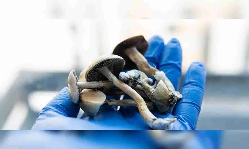 psilocybin mushrooms
