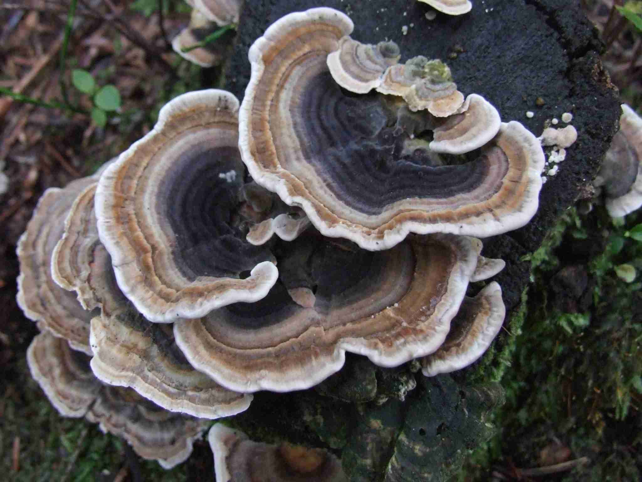 turkey tail mushroom