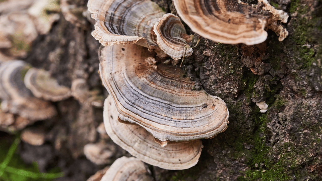 turkey tail mushroom