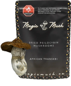 African Transkei Magic Mushroom Overview