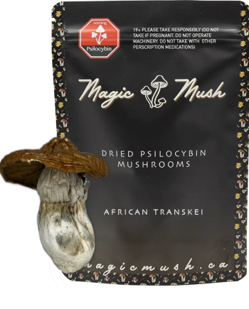 African Transkei Magic Mushroom Overview