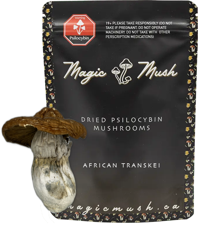 African Transkei Magic Mushroom Overview